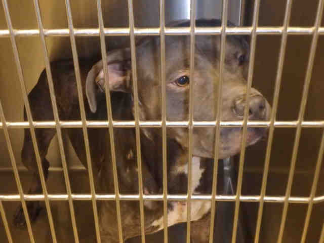 Dog in shelter kennel